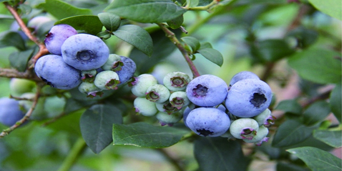 蓝莓种植温湿度、光照与二氧化碳监控案例